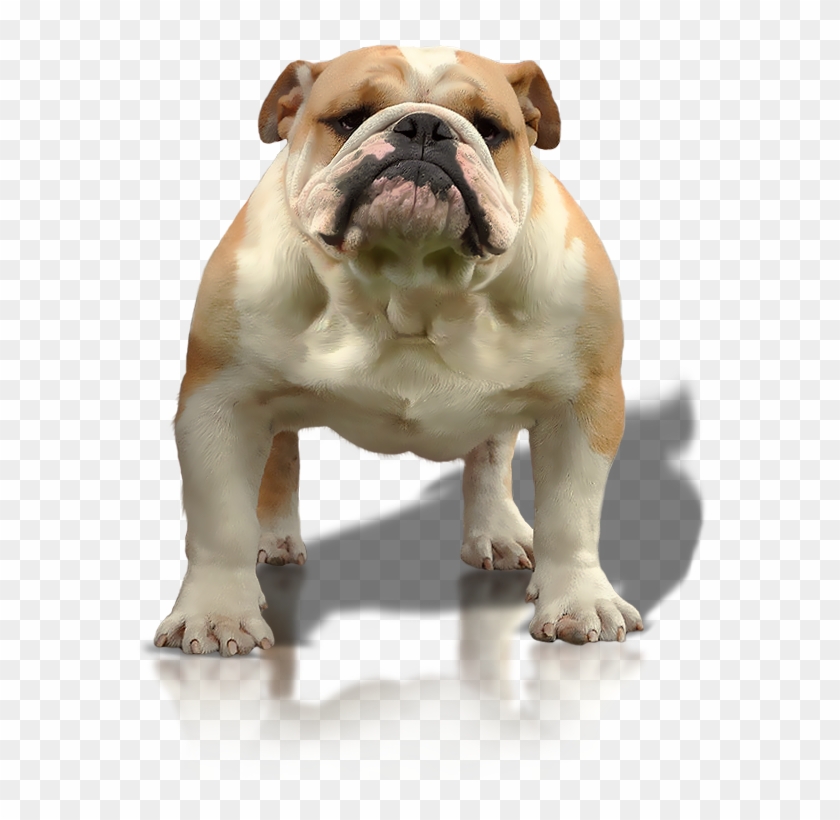 Timberoakes Lucky Strike - Olde English Bulldogge Clipart