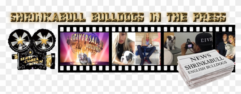 Shrinkabulls Bulldogs In The Press - Photographic Film Clipart #5690422