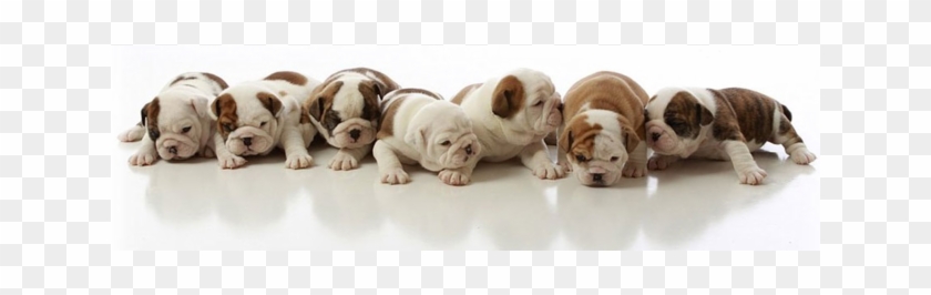 English Bulldog Puppies For Adoption - French Bulldog Puppies Clipart #5690487