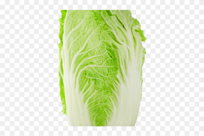 Chinese Cabbage Clipart #5690867