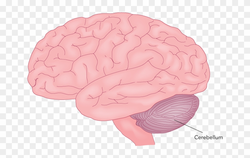 Figure 27 - 24 - Cerebellum - A Major Motor Part Of - Brain (as Food) Clipart #5691147