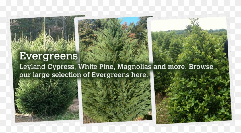 123 - Mexican Pinyon Clipart