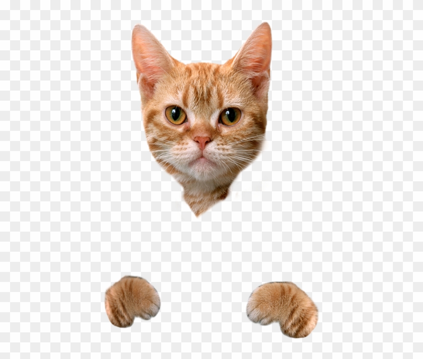 Cat Food Dog Litter Box Hamster Creative - Cute Cat No Background Clipart