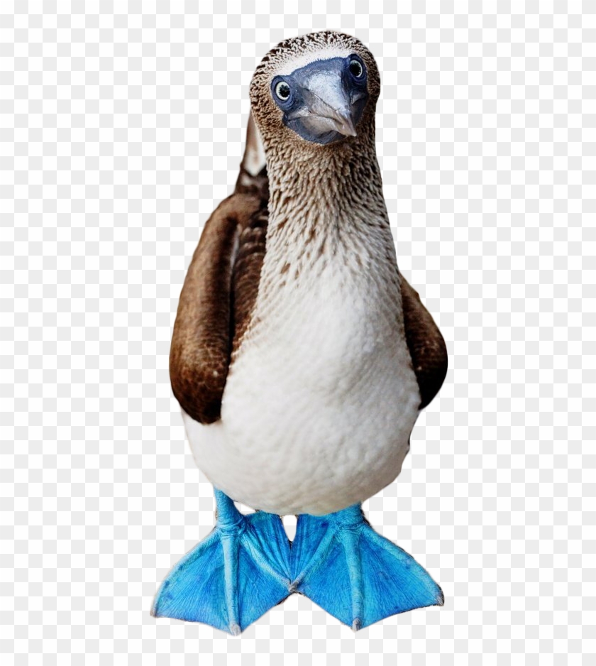 Cutout - Vogel Mit Blauen Füßen Clipart #5693850