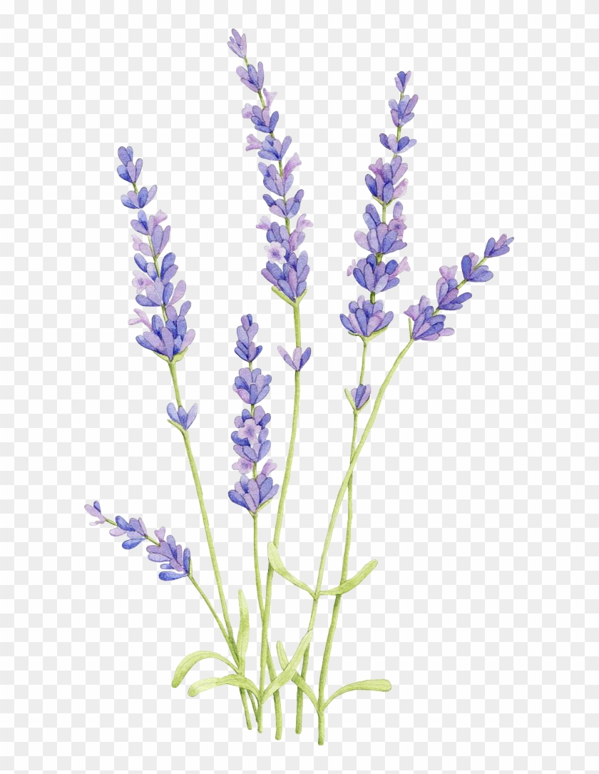 English Watercolor Painting Flowers - Draw Lavender Clipart #5694479