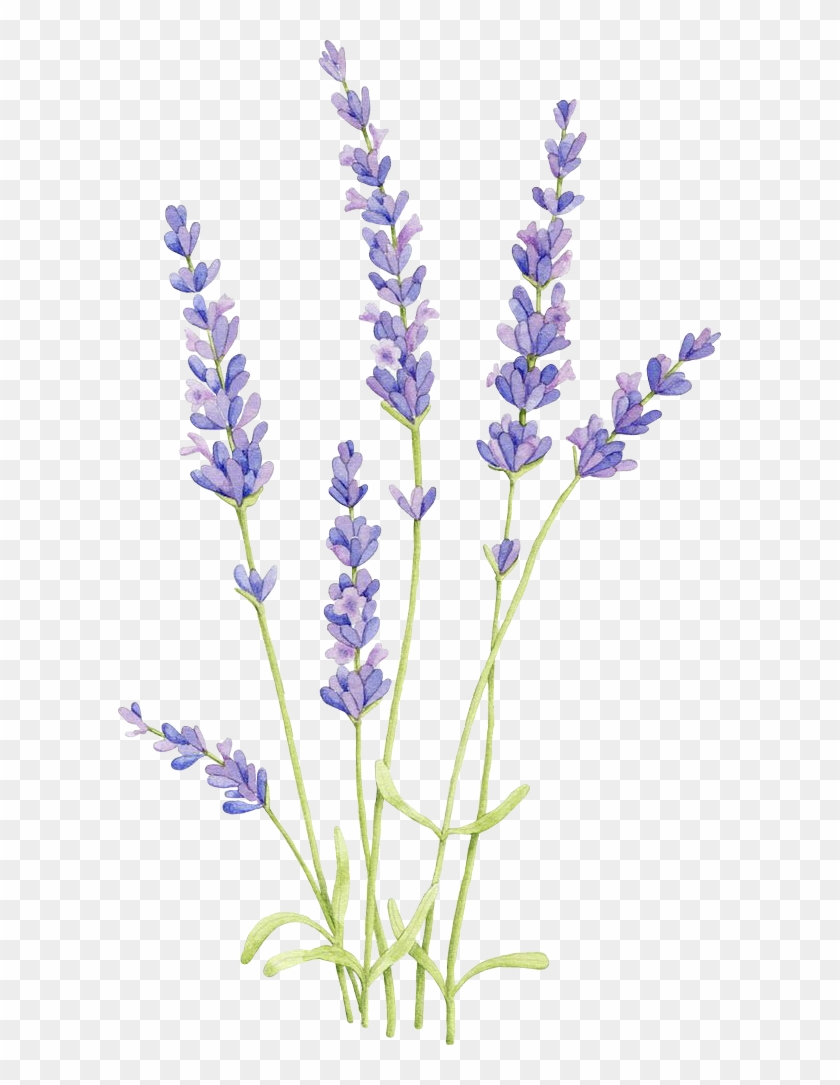 English Watercolor Painting Flowers - Draw Lavender Clipart