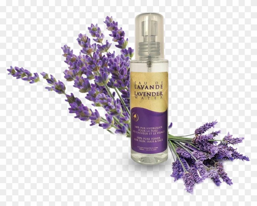 Azoor Lavender Floral Water Hydrolat By Atlas Cosmetics - English Lavender Clipart