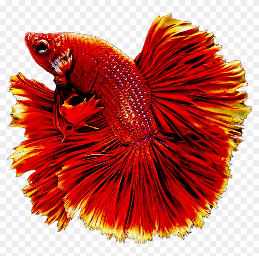Fish Sticker - Beautiful Fish Png Clipart #5695094