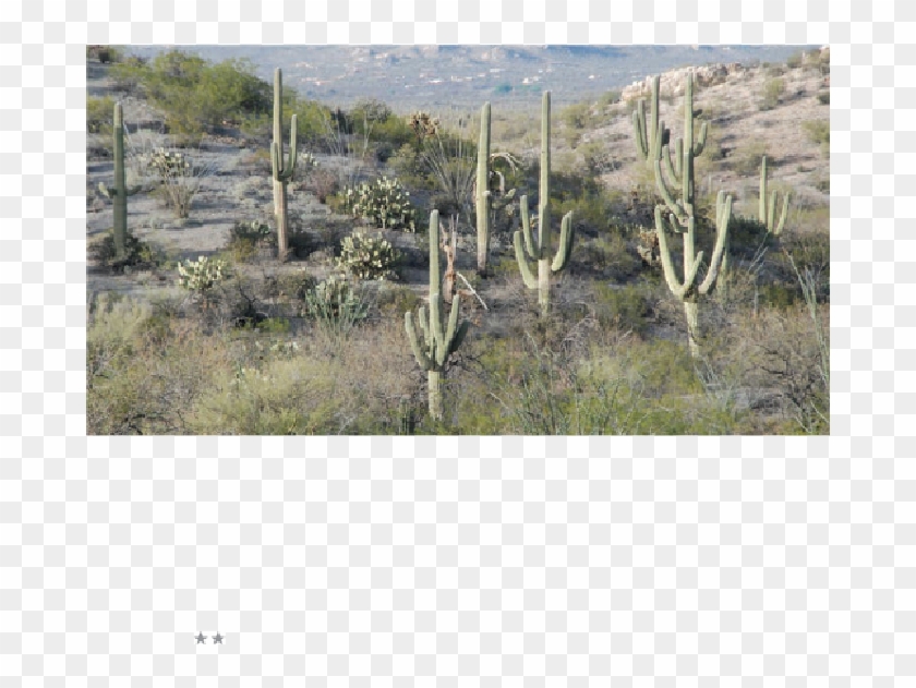 Saguaro National Park East - Shrubland Clipart