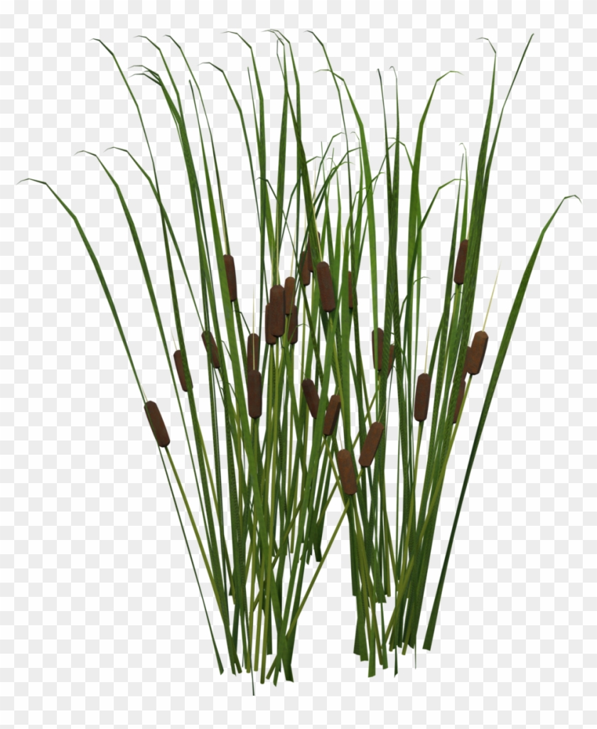 Grass Clipart #5699073
