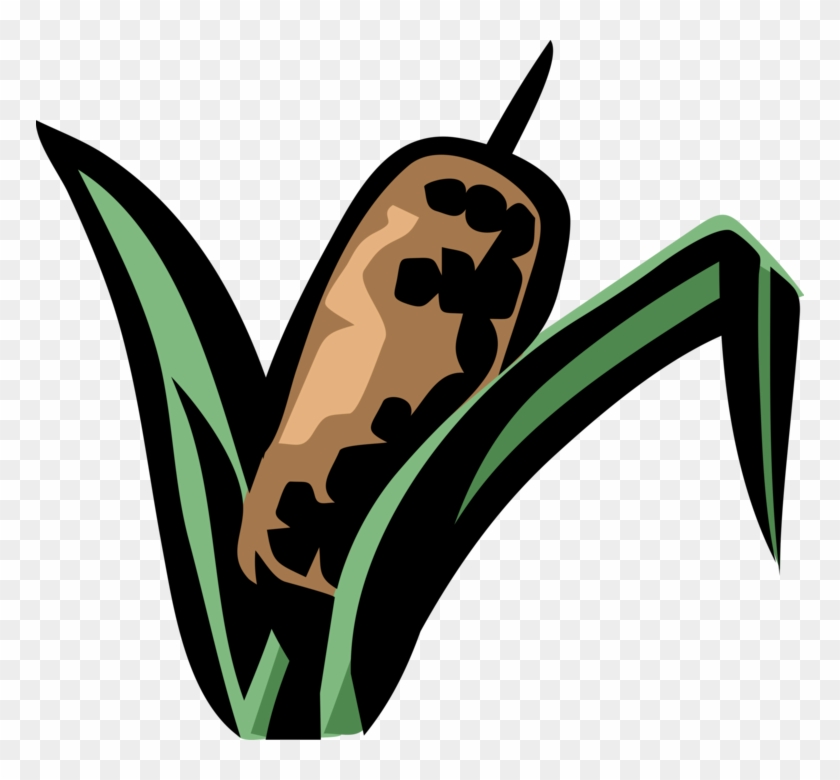 Vector Illustration Of Cattail Bulrushes Bulrush In Clipart #5699116