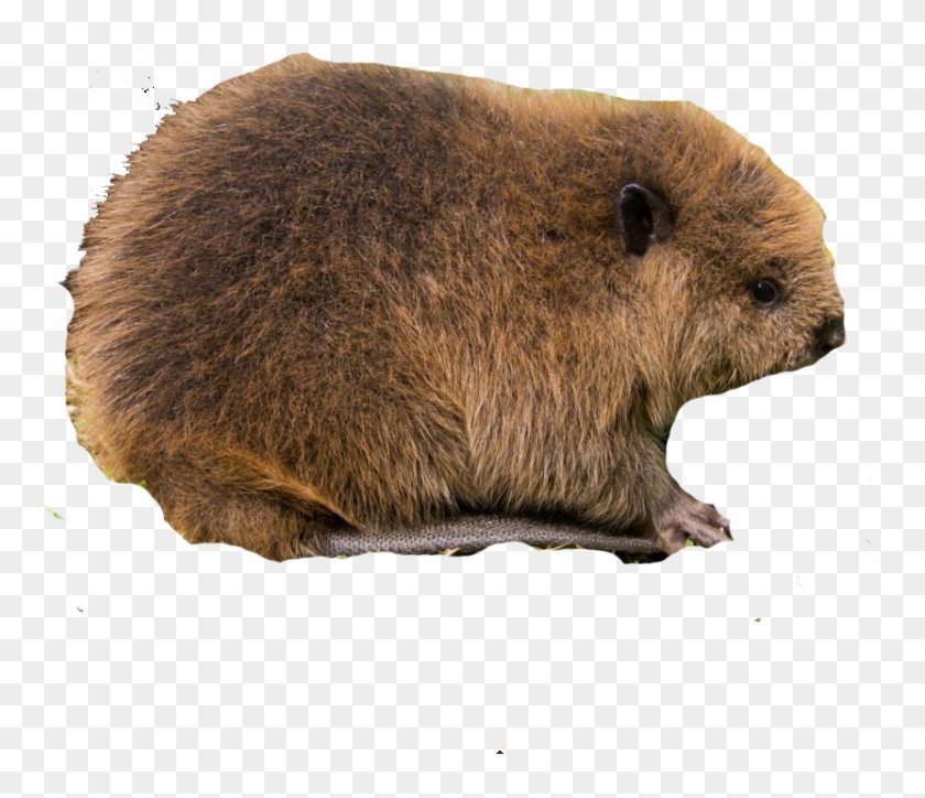 Beaver, Bog, Cattail, Dragonfly, Ecology, Eng, Fen, - Punxsutawney Phil Clipart