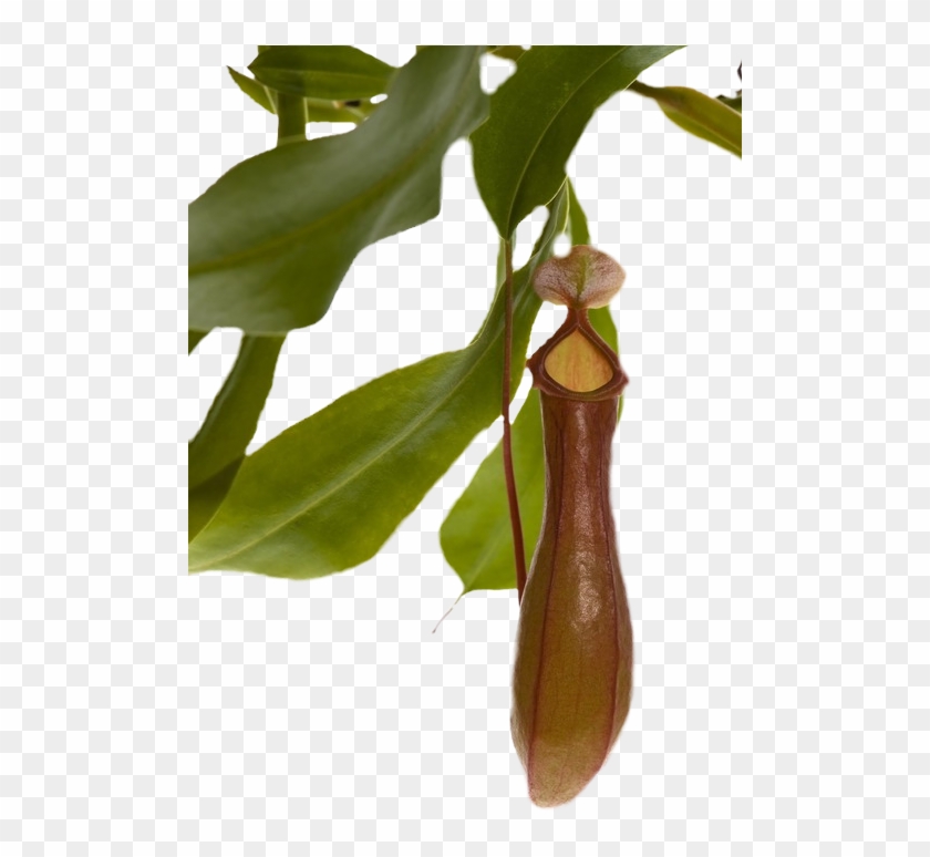 Pitcher Plant Png - Pitcher Plants Png Clipart #5699297