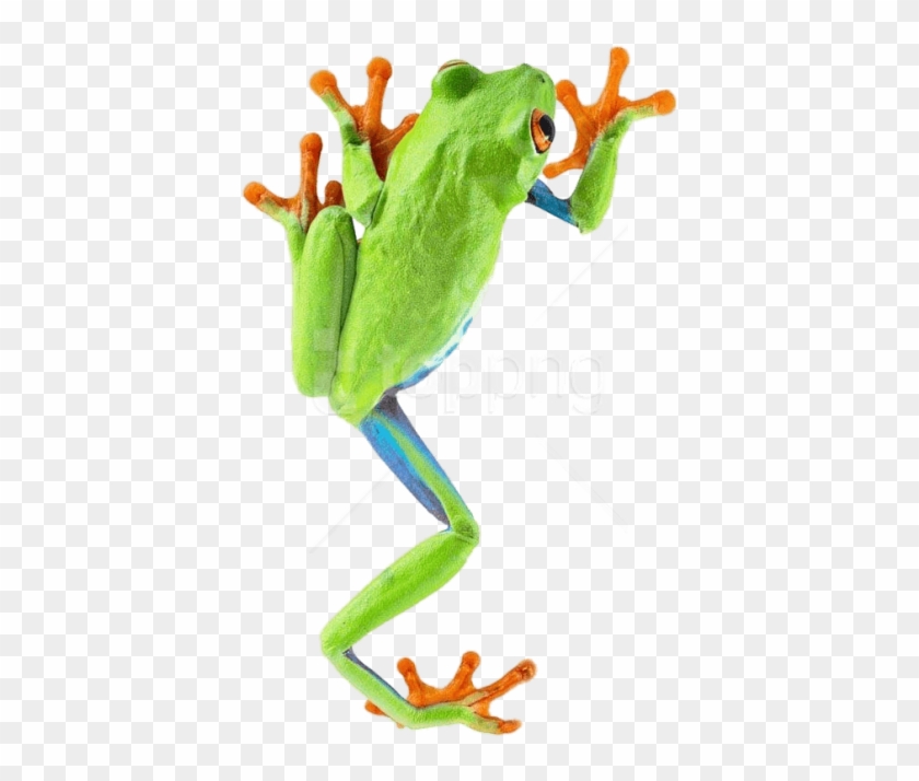 Download Frog Climbing Png Images Background Clipart #5699642