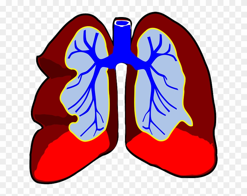 Drawing Science Organ - Lungs Clip Art - Png Download #5699908
