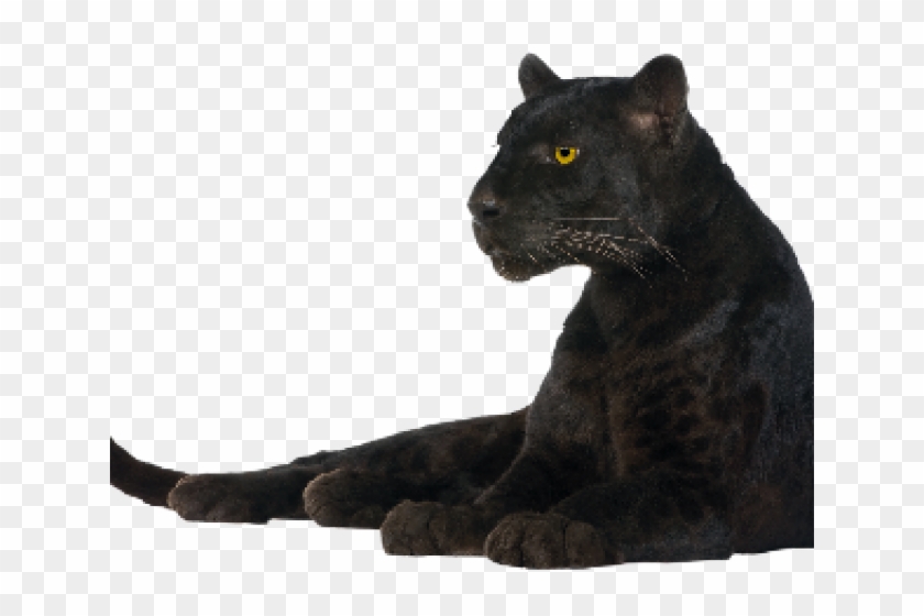 Panther Png Clipart #570305