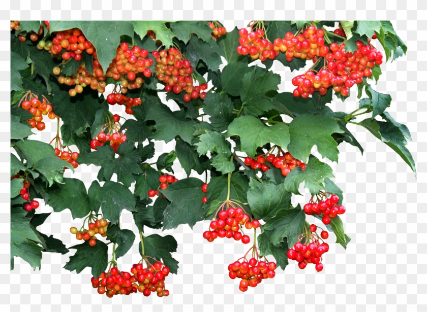 Money Plant Vine Png Transparent , Png Download - Money Plant Png Hd Clipart
