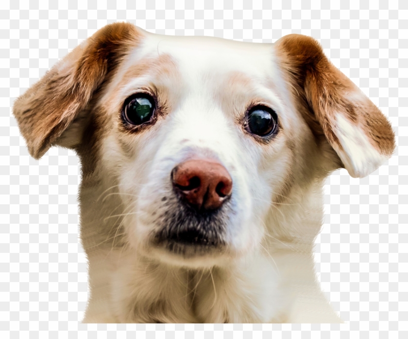 Dog Face - Dog Face Transparent Background Clipart #570395
