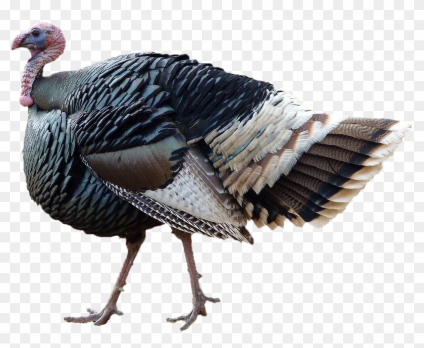 Girl Turkey Vs Boy Turkey Clipart #570483