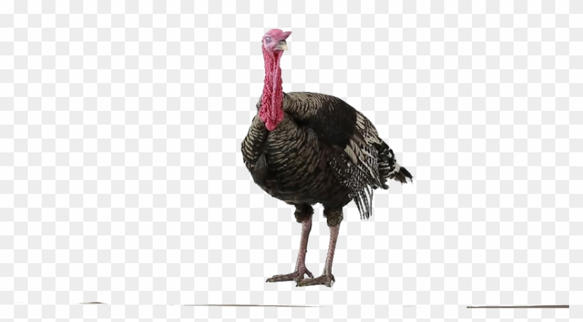 Wild Turkey Clipart
