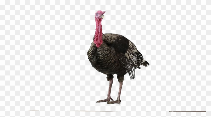 Wild Turkey Clipart #571305