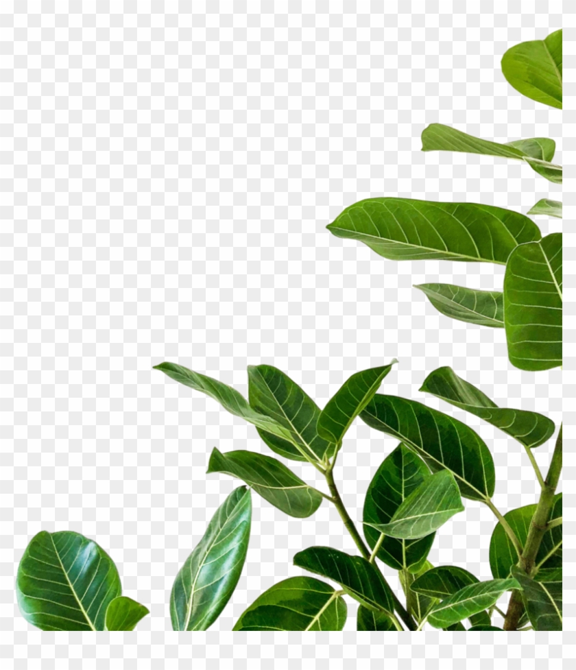 Plant Png Clipart #572008