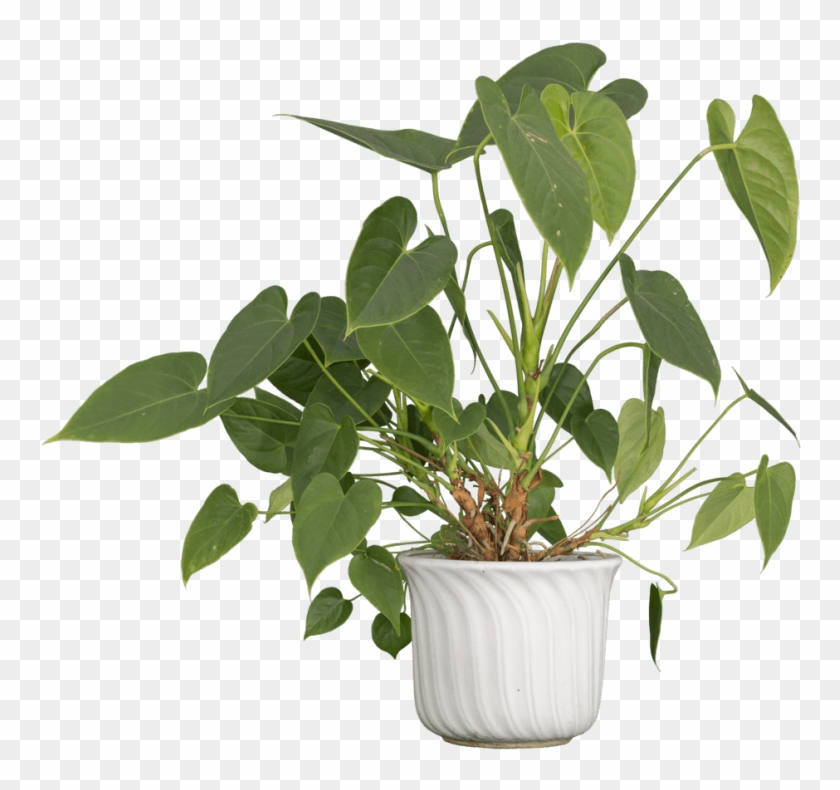 Free Png Nature Plants Png Images Transparent - Flowerpot Clipart #572062