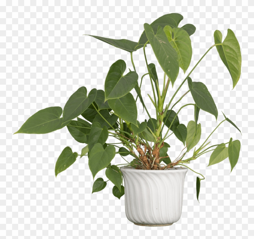 Free Png Nature Plants Png Images Transparent - Flowerpot Clipart