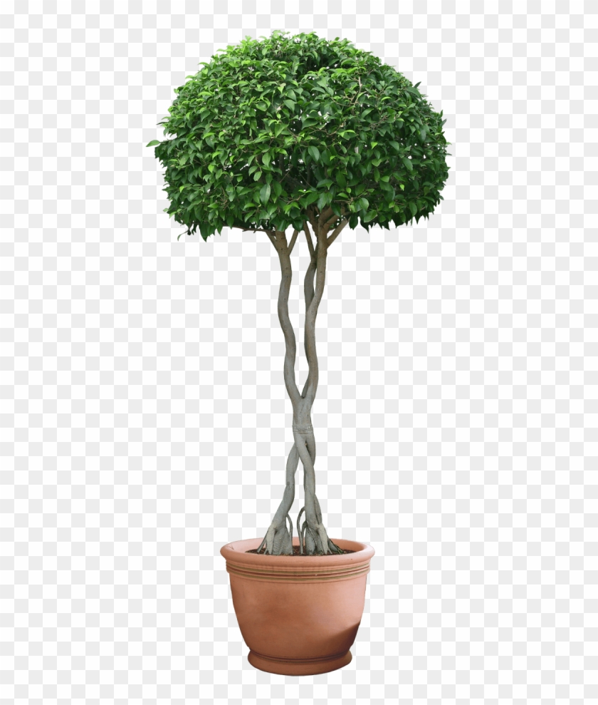 Download Plants Png Images Background - Plant Png Clipart