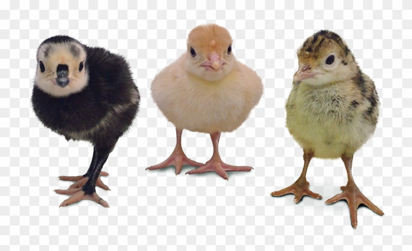 800 X 431 7 - Turkey Chick Vs Chicken Chick Clipart #572152