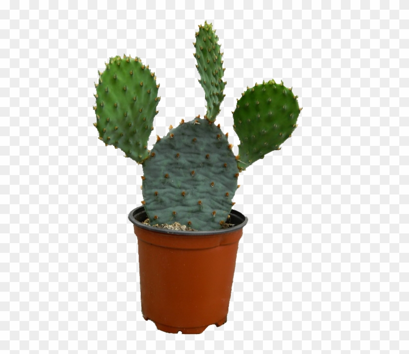 Plant Png Mart - Cactus Clipart #572298