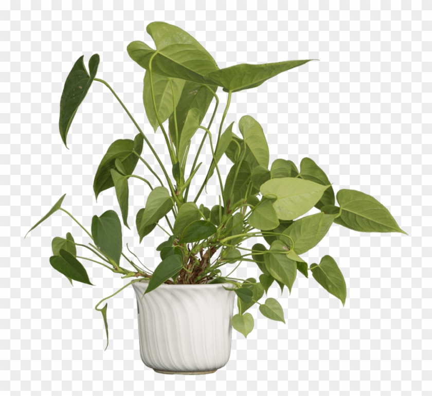 Free Png Download Nature Plants Png Images Background - Flowerpot Clipart #572798