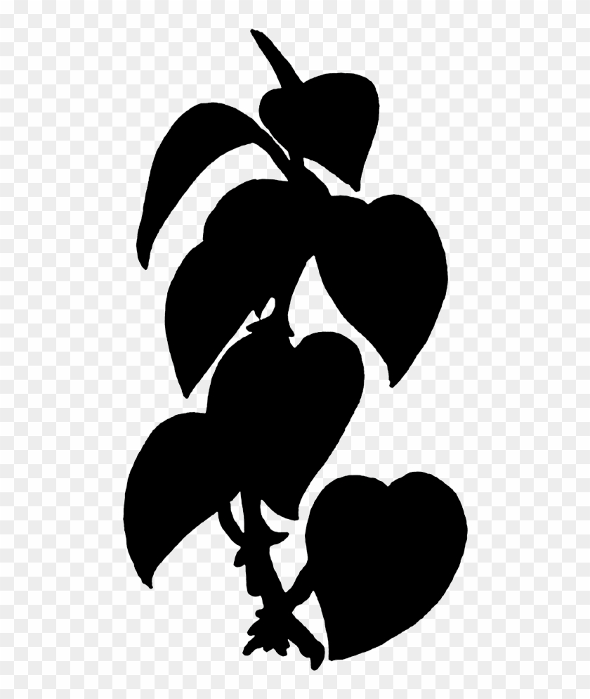 Plants - Black Ivy Clipart
