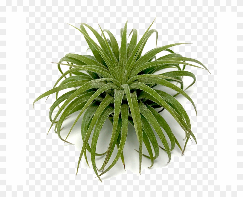 800 X 600 2 - Air Plant Transparent Clipart #573018
