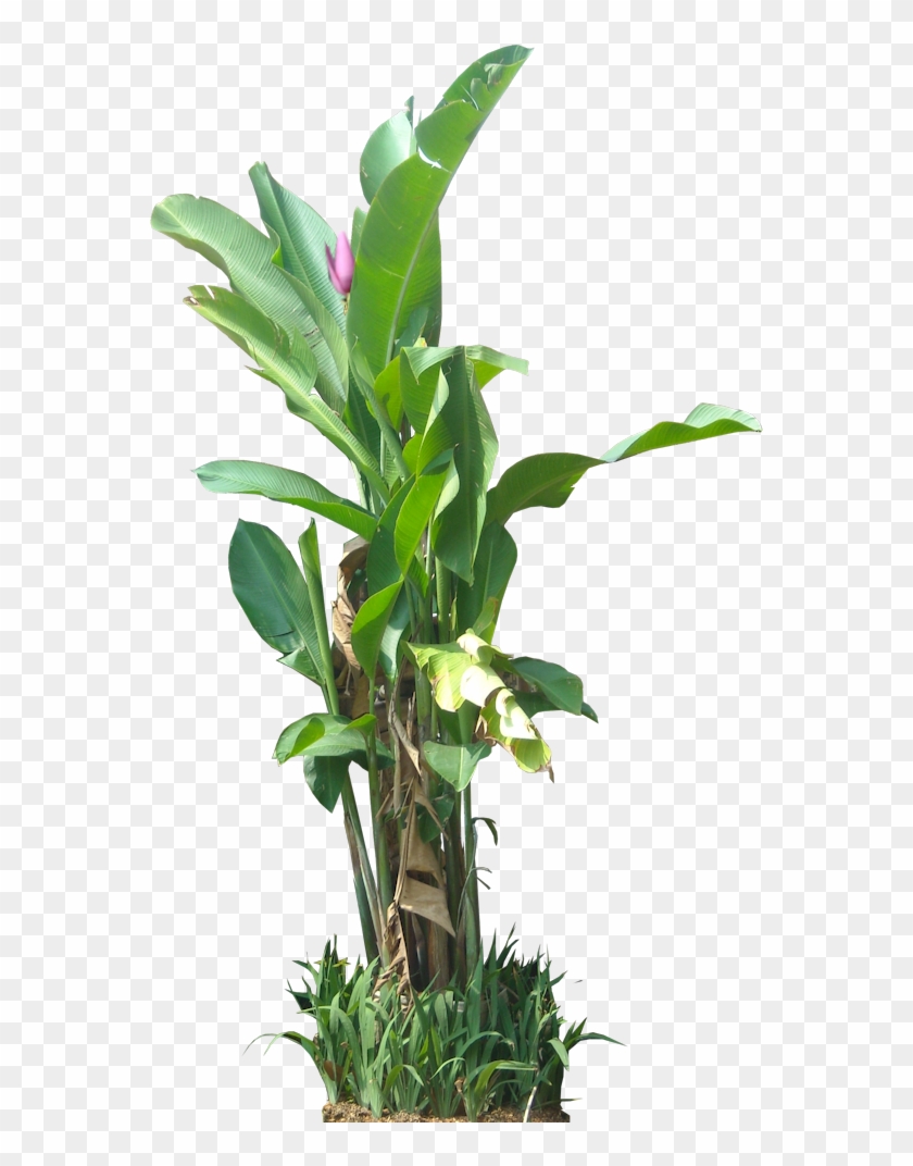 Tropical Plants Png Clipart #573245