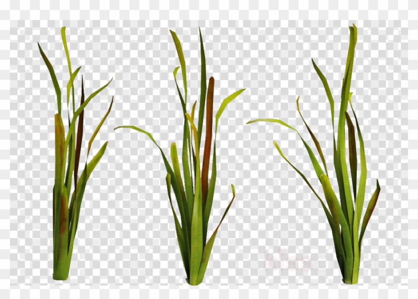 Download Underwater Plants Transparent Clipart Aquatic - O No Background Black - Png Download