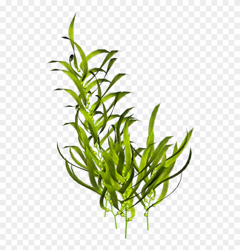 Seaweed Aquatic Plants Ocean Sea Transprent Png - Underwater Plants Png Clipart #573401