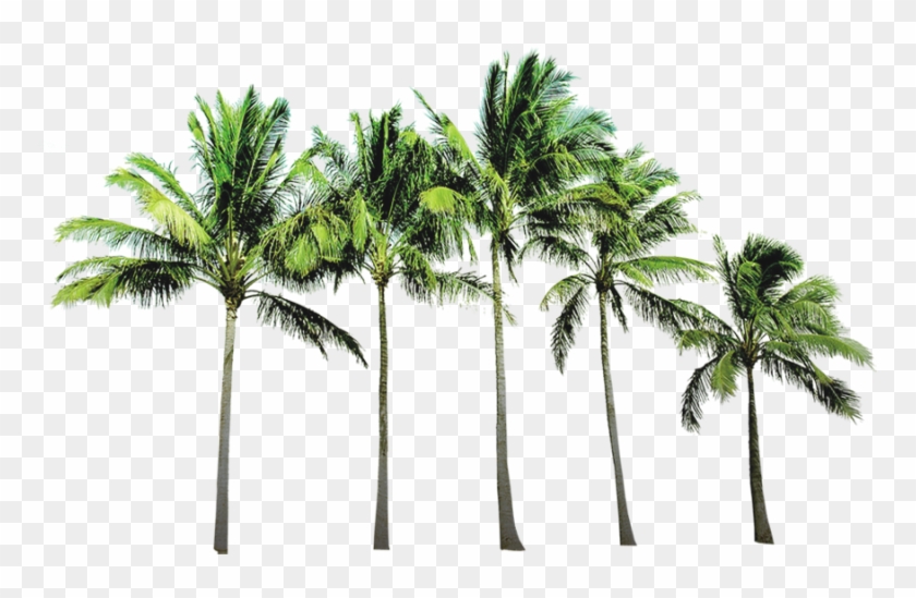 Arecaceae Coconut Wallpaper Beach Tree Free Hq Image - Coconut Tree Images Png Clipart #573434