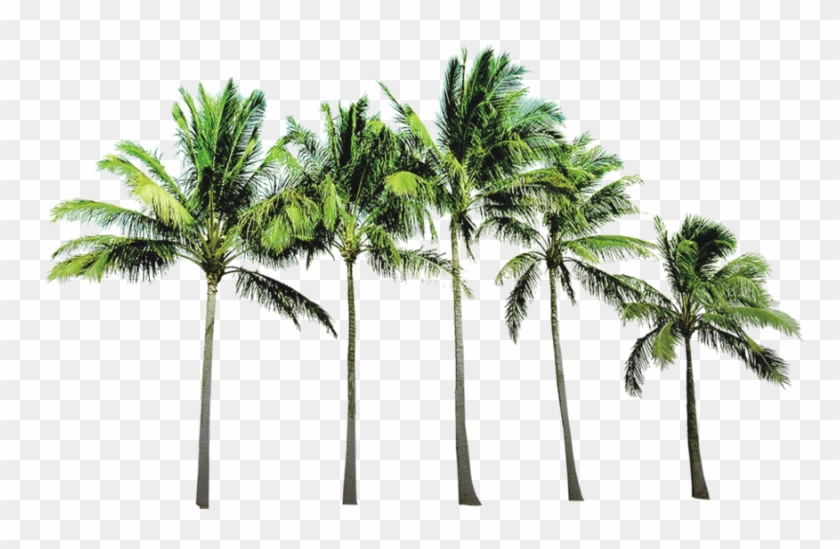 Arecaceae Coconut Wallpaper Beach Tree Free Hq Image - Coconut Tree Images Png Clipart