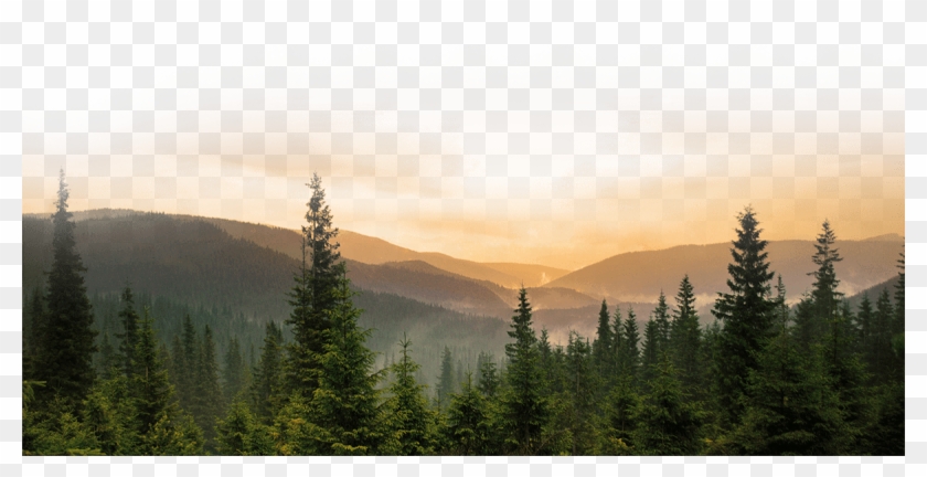 Forest Png Clipart #573598