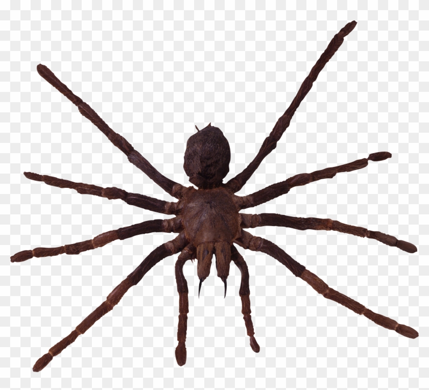 Spider - Spiders Png Clipart #573689