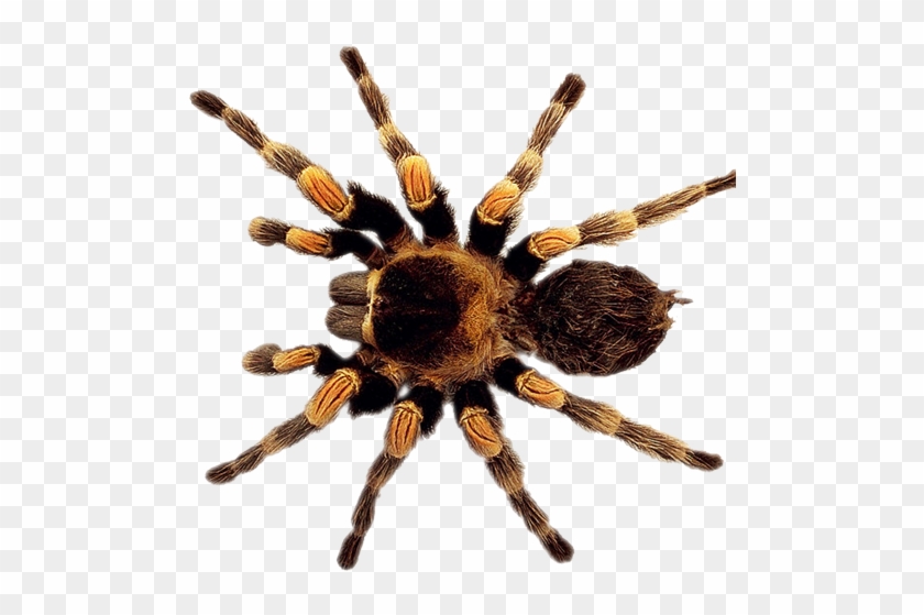 Spider - Тарантул Пнг Clipart #573717
