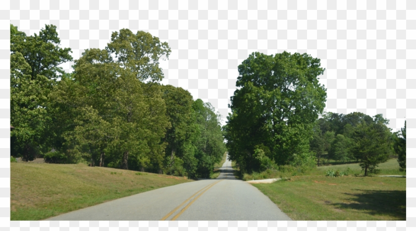 Forest High Quality Png - Forest Transparent Background Png Clipart #573746