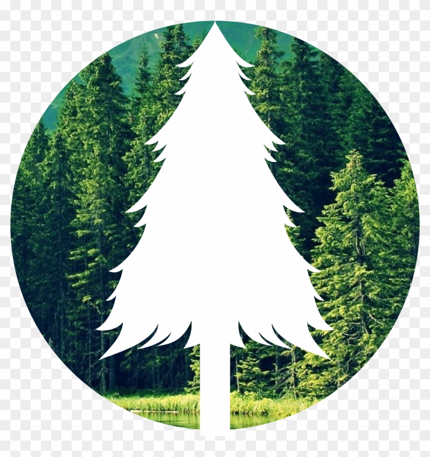 Save The Forest - Christmas Tree Clipart #573901