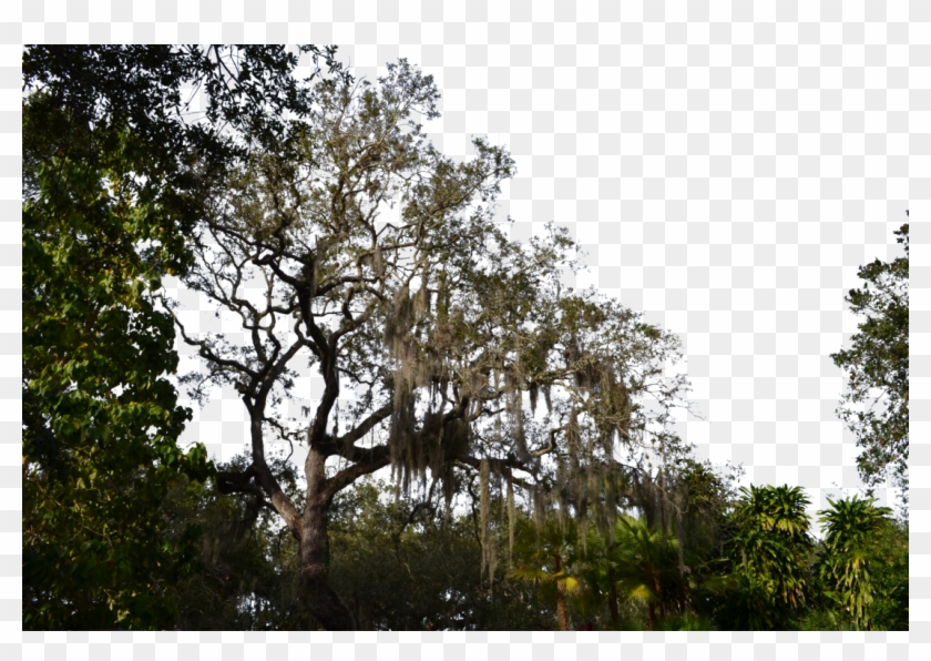 Forest Transparent - Transparent Png Forest Tree Clipart #573961