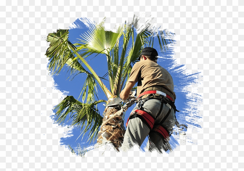 Today Palm Tree Clipart #574153
