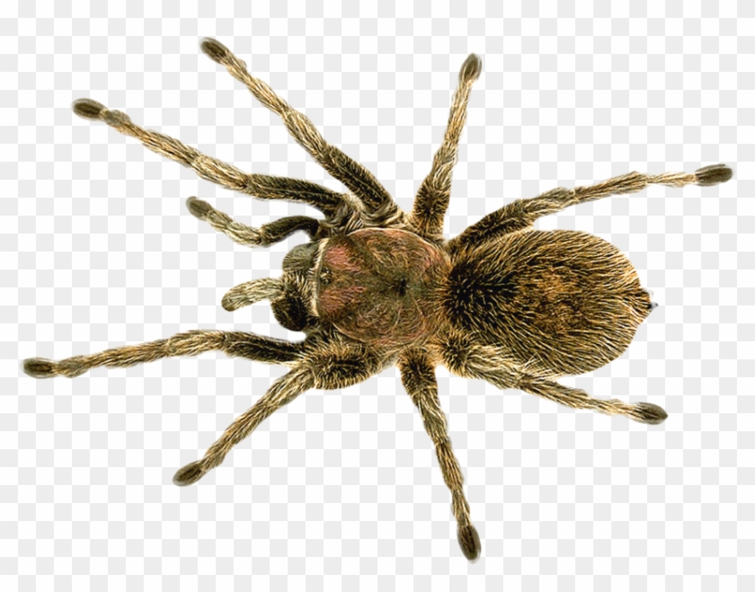 Download Spider Png Transparent Image - Wolf Spider House Spider Clipart #574265