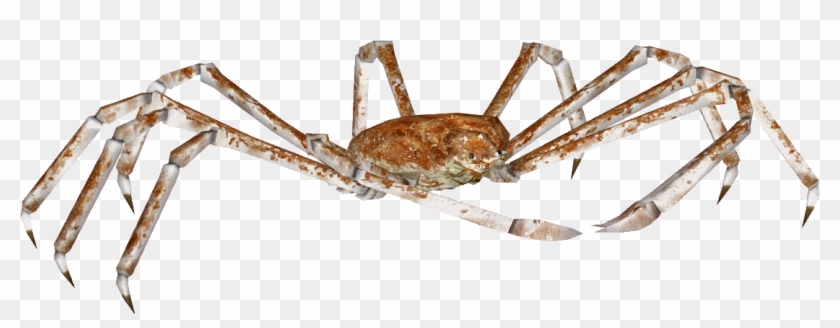 Crab Spider Png - Insect Clipart #574379
