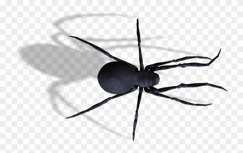 Spider , Png Download - Mosquito Clipart #574412