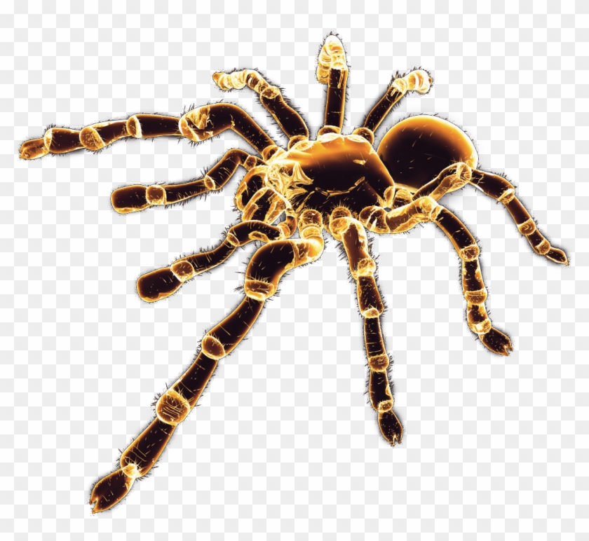Download - Spider Render Clipart #574512